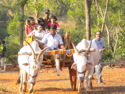 Village bull cart