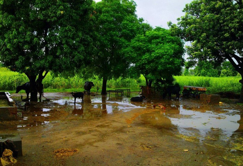 Beautiful garden - buffaloes