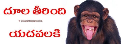 Funny Monkey Funny Monkey