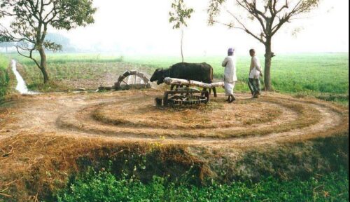 Village Garden