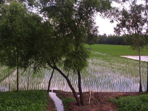 Village Garden with water